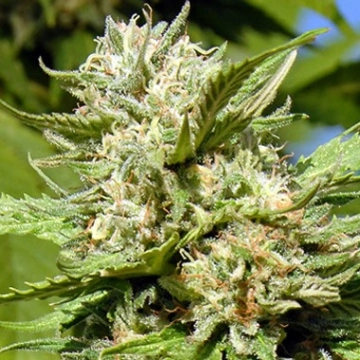 Headstone Feminized cannabis flower bud by Bighead Seeds