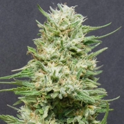Heavy Head Feminized cannabis flower bud by Bighead Seeds