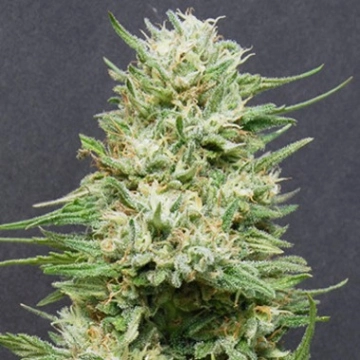 Heavy Head Feminized cannabis flower bud by Bighead Seeds