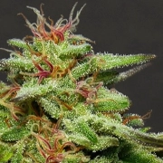 Julie's Cookies  Feminized cannabis flower bud by Bighead Seeds