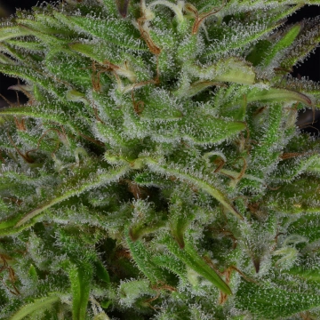 Sherbert Dab Feminized cannabis flower bud by Bighead Seeds