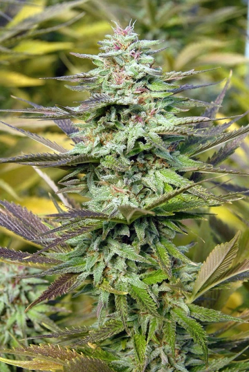 THC Pro Feminized cannabis flower bud by Bighead Seeds