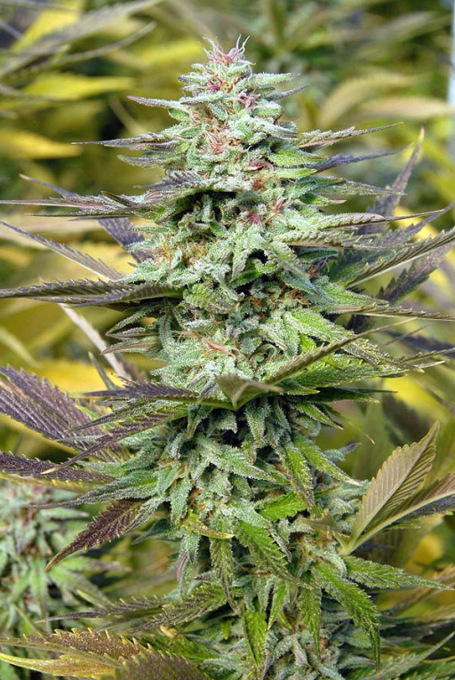 THC Pro – Bighead Seeds – Feminized