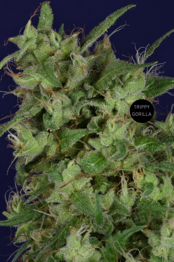 Trippy Gorilla Feminized cannabis flower bud by Bighead Seeds
