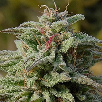 Trippy Gorilla Auto Autoflowering cannabis flower bud by Bighead Seeds