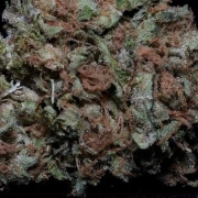 Zkittelz Feminisiert Feminized cannabis flower bud by Bighead Seeds