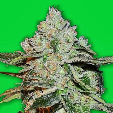Atomic Bomb Feminized cannabis flower bud by Bomb Seeds