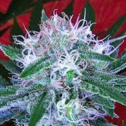 Auto Bomb Autoflowering cannabis flower bud by Bomb Seeds