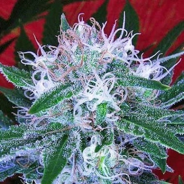 Auto Bomb Autoflowering cannabis flower bud by Bomb Seeds