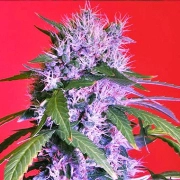 Berry Bomb Auto Autoflowering cannabis flower bud by Bomb Seeds