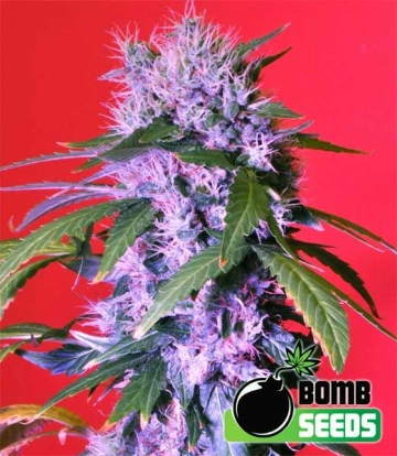 Berry Bomb Feminized cannabis flower bud by Bomb Seeds
