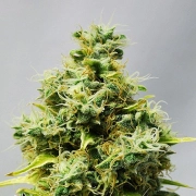 Big Bomb Regular cannabis flower bud by Bomb Seeds