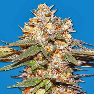 Big Bomb Auto Autoflowering cannabis flower bud by Bomb Seeds