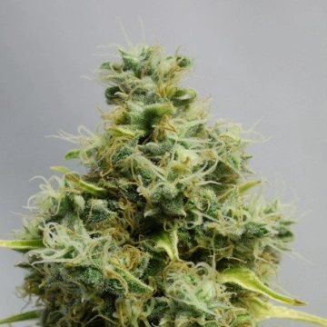 Big Bomb Feminized cannabis flower bud by Bomb Seeds