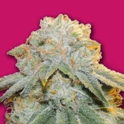 Bubble Bomb Feminized cannabis flower bud by Bomb Seeds