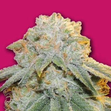 Bubble Bomb Feminized cannabis flower bud by Bomb Seeds