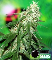 Buzz Bomb Regular cannabis flower bud by Bomb Seeds