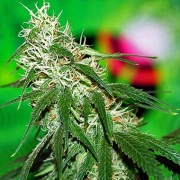 Buzz Bomb Feminised Feminized cannabis flower bud by Bomb Seeds