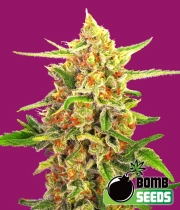 Cherry Bomb Regular cannabis flower bud by Bomb Seeds
