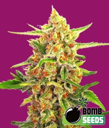 Cherry Bomb Regular cannabis flower bud by Bomb Seeds