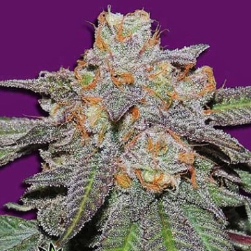 Cherry Bomb Auto Autoflowering cannabis flower bud by Bomb Seeds