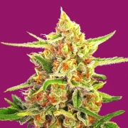 Cherry Bomb Feminized cannabis flower bud by Bomb Seeds