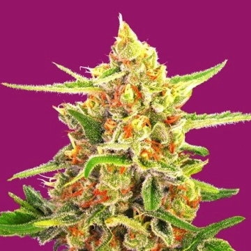 Cherry Bomb Feminized cannabis flower bud by Bomb Seeds