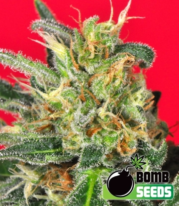Cluster Bomb Regular cannabis flower bud by Bomb Seeds