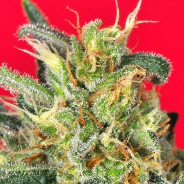 Cluster Bomb Feminized cannabis flower bud by Bomb Seeds