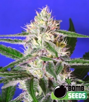 Edam Bomb Feminized cannabis flower bud by Bomb Seeds