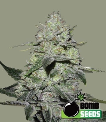Gorilla Bomb Feminized cannabis flower bud by Bomb Seeds