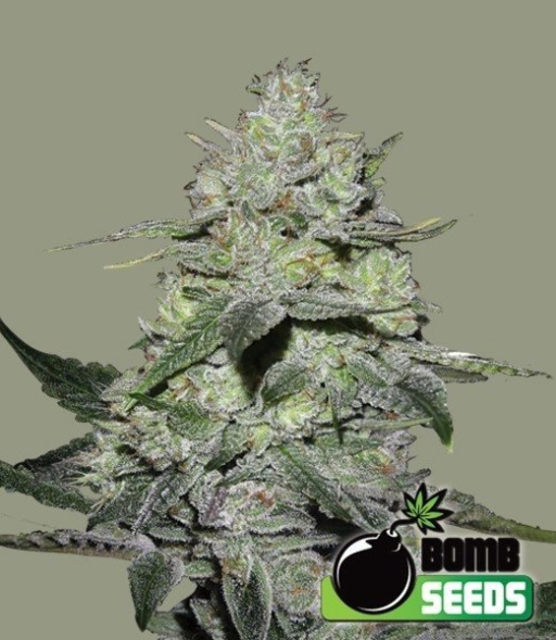 Gorilla Bomb – Bomb Seeds – Feminized
