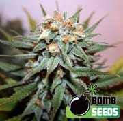 Hash Bomb Regular cannabis flower bud by Bomb Seeds
