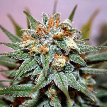 Hash Bomb Feminized cannabis flower bud by Bomb Seeds
