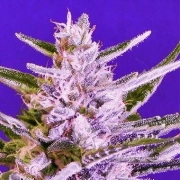 Ice Bomb Regular cannabis flower bud by Bomb Seeds