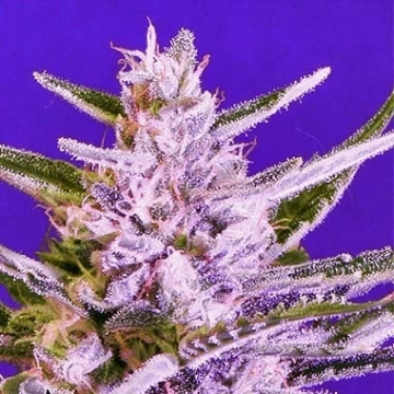 Ice Bomb Regular cannabis flower bud by Bomb Seeds