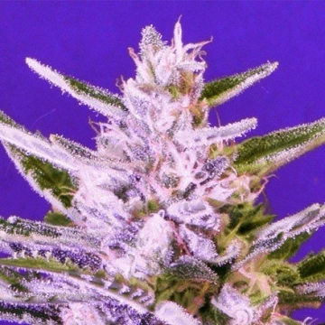 Ice Bomb Feminized cannabis flower bud by Bomb Seeds