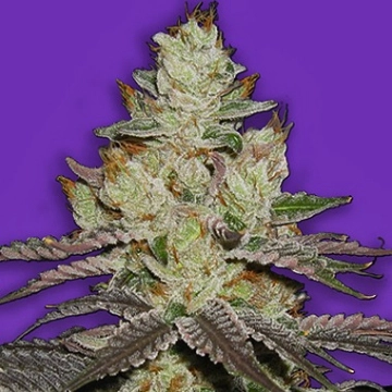 Killer Purps Feminized cannabis flower bud by Bomb Seeds