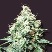 Kush Bomb Feminized cannabis flower bud by Bomb Seeds