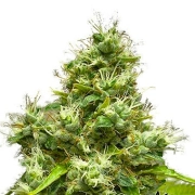 Medi Bomb #1 Feminized cannabis flower bud by Bomb Seeds