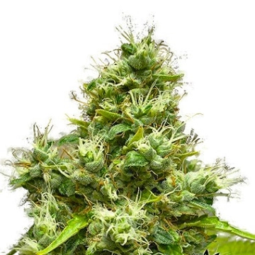 Medi Bomb #1 Feminized cannabis flower bud by Bomb Seeds