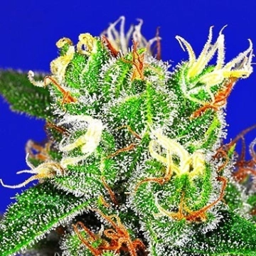Medi Bomb #2 Feminized cannabis flower bud by Bomb Seeds