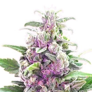 THC Bomb Regular cannabis flower bud by Bomb Seeds