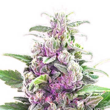 THC Bomb Regular cannabis flower bud by Bomb Seeds