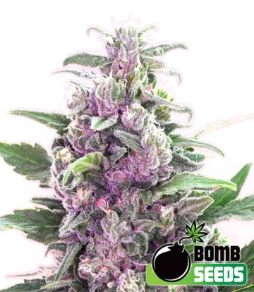 THC Bomb Feminized cannabis flower bud by Bomb Seeds