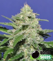 Widow Bomb Regular cannabis flower bud by Bomb Seeds