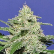 Widow Bomb Feminized cannabis flower bud by Bomb Seeds