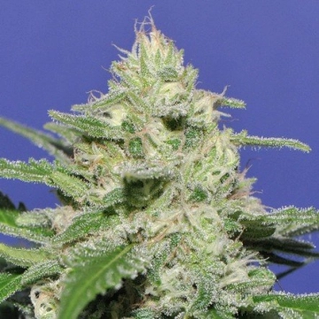 Widow Bomb Feminized cannabis flower bud by Bomb Seeds
