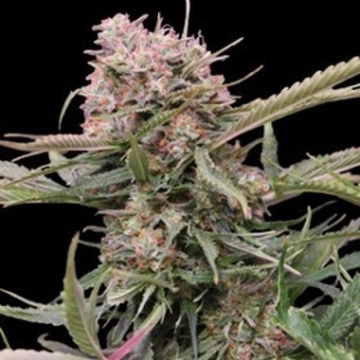 5-Star Bulk Cannabis  Autoflowering cannabis flower bud by Bulk Seeds
