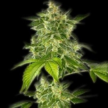 Autoflower Haze Autoflowering cannabis flower bud by Bulldog Seeds